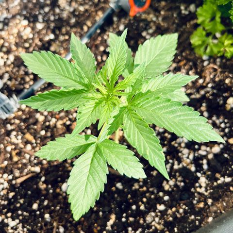 HulkBerry Automatic growlog timeline photo