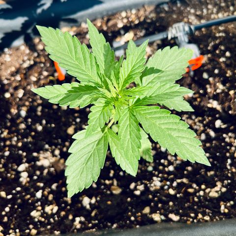 Purple Queen Automatic growlog timeline photo