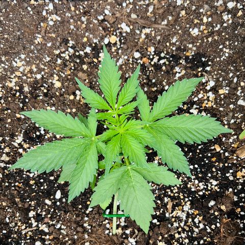 Sherbet Queen growlog timeline photo