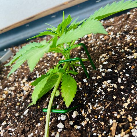 Sherbet Queen growlog timeline photo