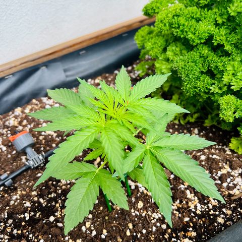 HulkBerry Automatic growlog timeline photo