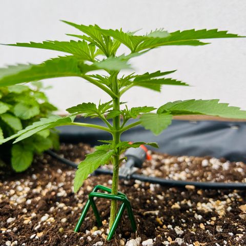HulkBerry Automatic growlog timeline photo