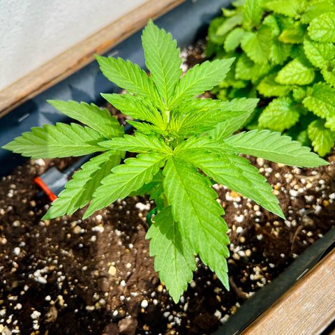Purple Queen Automatic growlog timeline photo