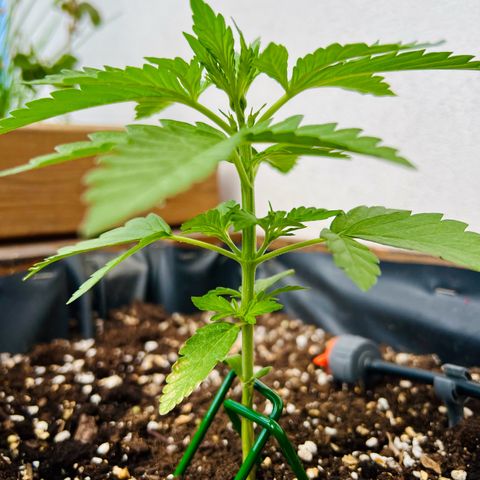 Purple Queen Automatic growlog timeline photo