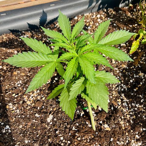 Sherbet Queen growlog timeline photo