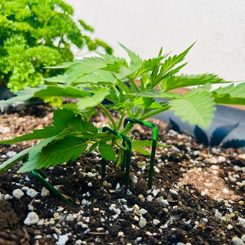 Sherbet Queen growlog timeline photo