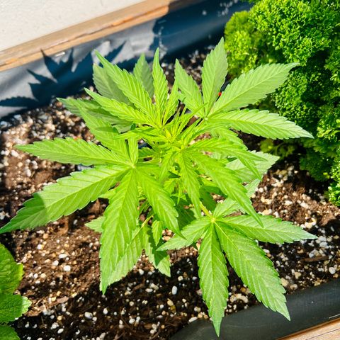 HulkBerry Automatic growlog timeline photo