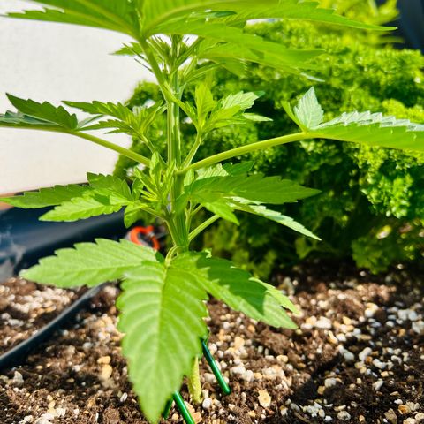 HulkBerry Automatic growlog timeline photo