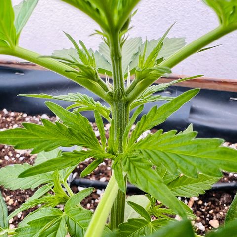 HulkBerry Automatic growlog timeline photo
