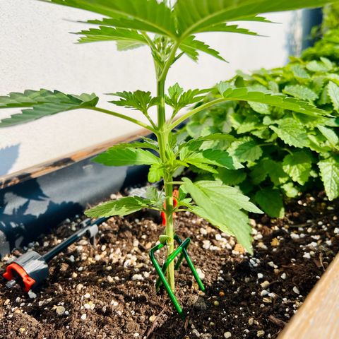Purple Queen Automatic growlog timeline photo