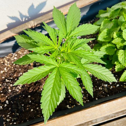 Purple Queen Automatic growlog timeline photo