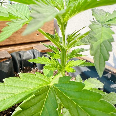 Purple Queen Automatic growlog timeline photo