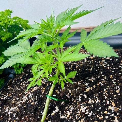 Sherbet Queen growlog timeline photo