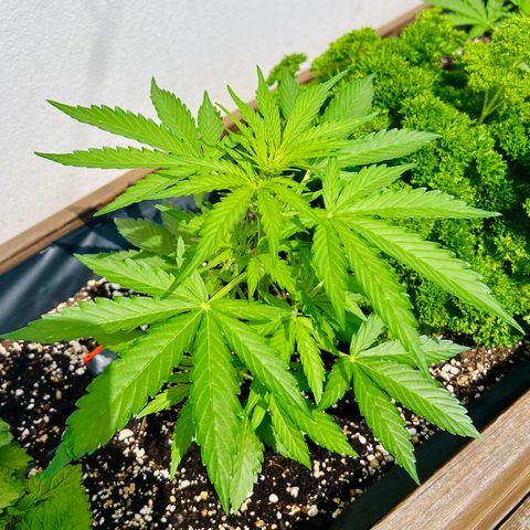 HulkBerry Automatic growlog timeline photo