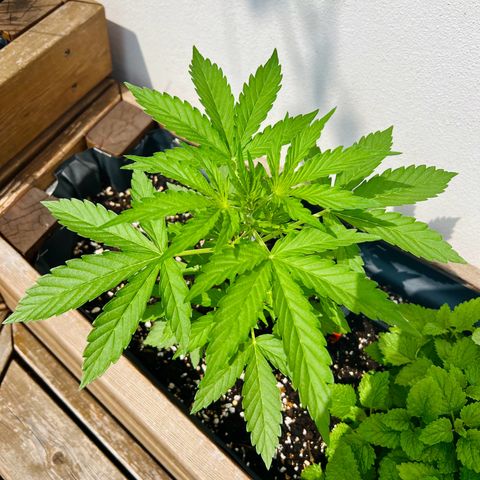 Purple Queen Automatic growlog timeline photo
