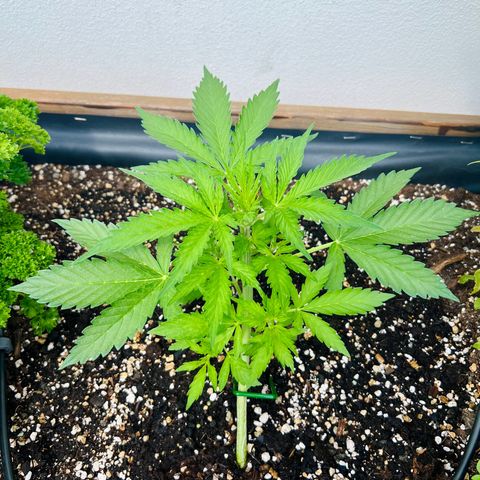 Sherbet Queen growlog timeline photo