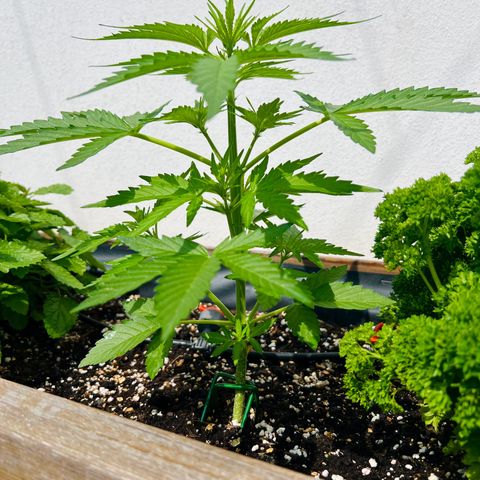 HulkBerry Automatic growlog timeline photo
