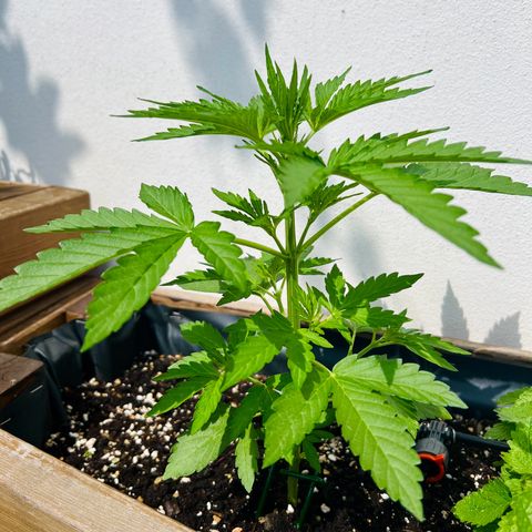 Purple Queen Automatic growlog timeline photo