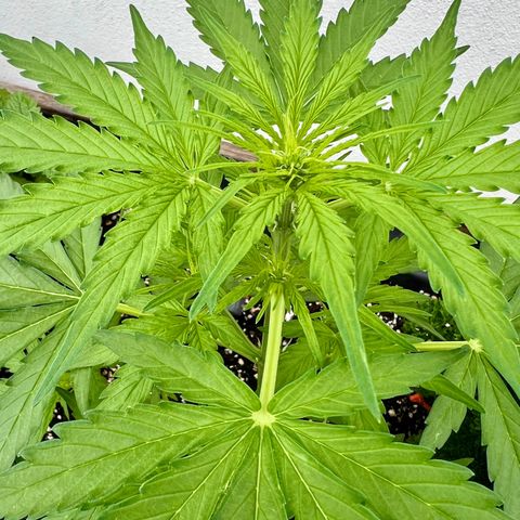 HulkBerry Automatic growlog timeline photo