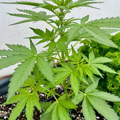HulkBerry Automatic growlog timeline photo