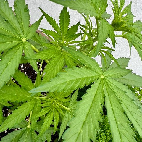 HulkBerry Automatic growlog timeline photo