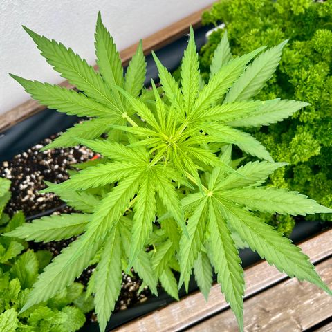 HulkBerry Automatic growlog timeline photo