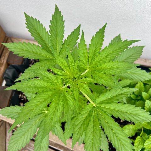 Purple Queen Automatic growlog timeline photo