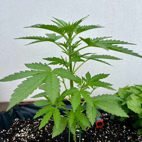 Purple Queen Automatic growlog timeline photo