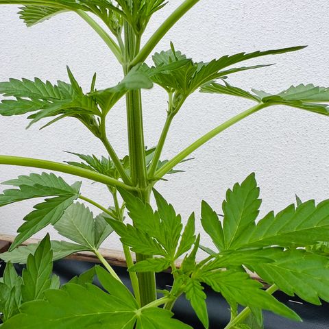 Purple Queen Automatic growlog timeline photo