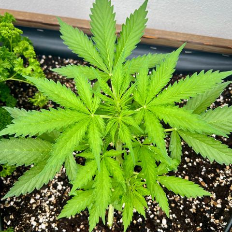 Sherbet Queen growlog timeline photo
