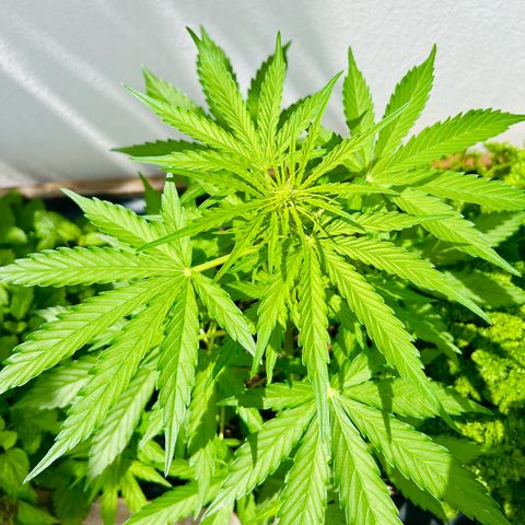 HulkBerry Automatic growlog timeline photo