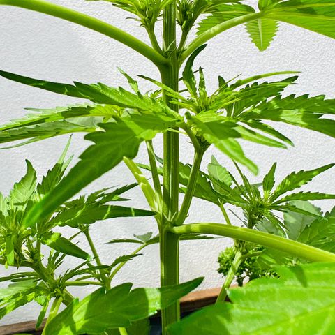HulkBerry Automatic growlog timeline photo
