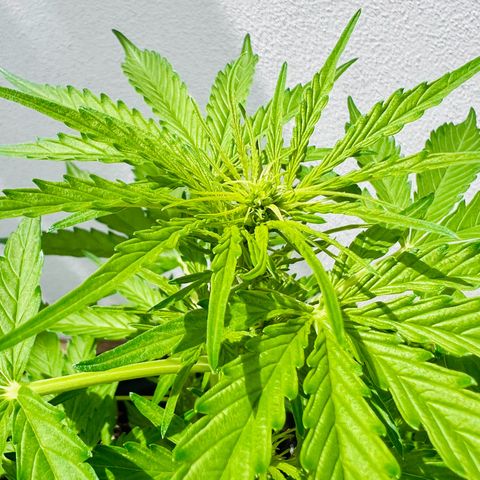 HulkBerry Automatic growlog timeline photo