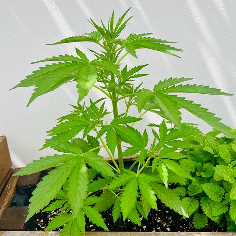 Purple Queen Automatic growlog timeline photo