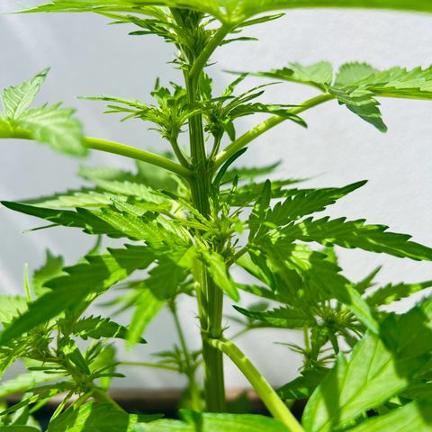Purple Queen Automatic growlog timeline photo