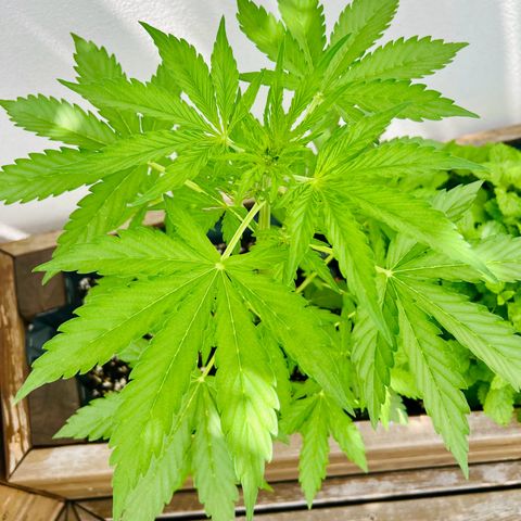 Purple Queen Automatic growlog timeline photo