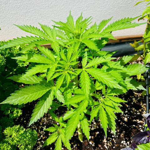 Sherbet Queen growlog timeline photo