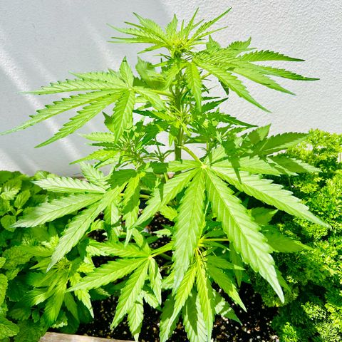 HulkBerry Automatic growlog timeline photo