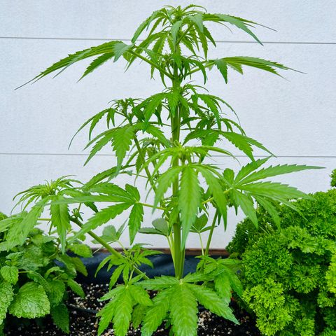 HulkBerry Automatic growlog timeline photo