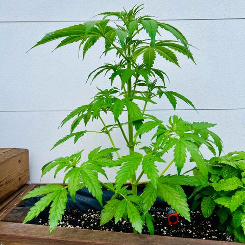 Purple Queen Automatic growlog timeline photo