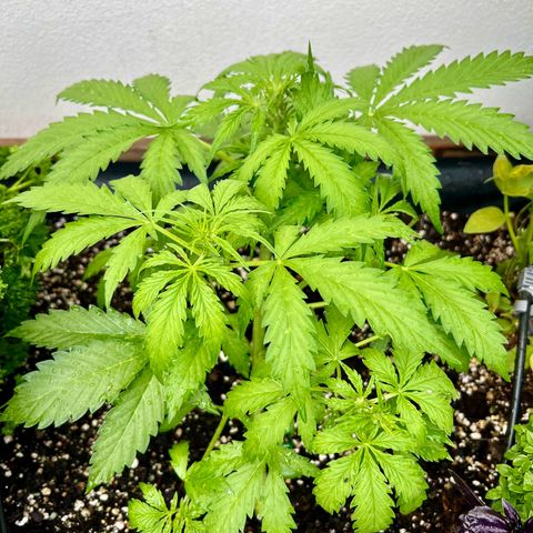 Sherbet Queen growlog timeline photo