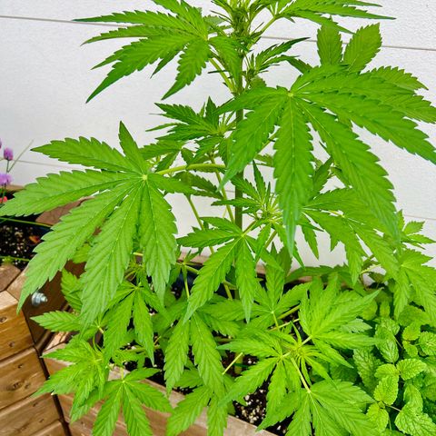 Purple Queen Automatic growlog timeline photo