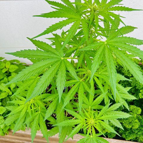 HulkBerry Automatic growlog timeline photo