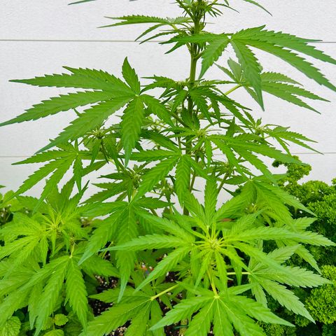 HulkBerry Automatic growlog timeline photo
