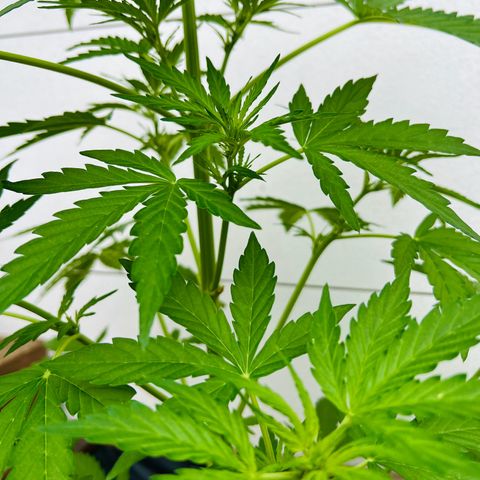 Purple Queen Automatic growlog timeline photo