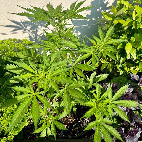 Sherbet Queen growlog timeline photo