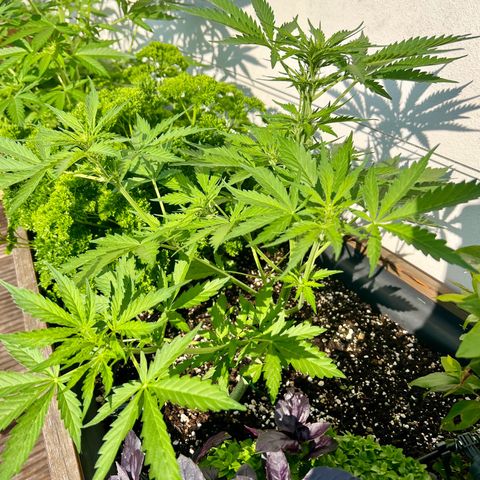 Sherbet Queen growlog timeline photo