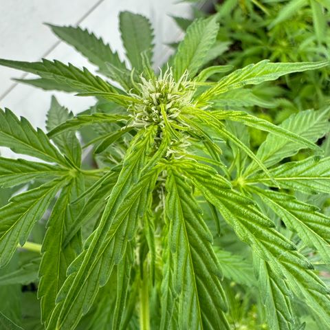 HulkBerry Automatic growlog timeline photo