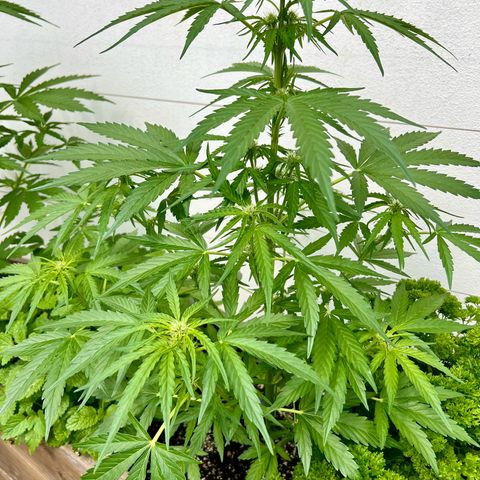 HulkBerry Automatic growlog timeline photo