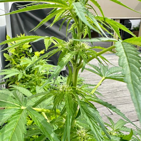 HulkBerry Automatic growlog timeline photo